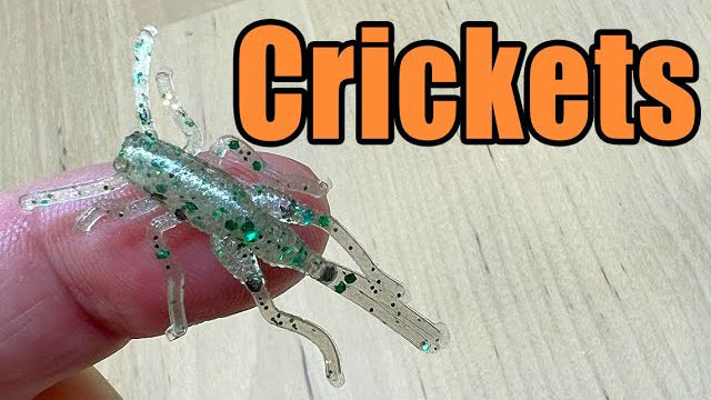 cricket fishing lure Dave's Black 12 the Crickhopper is a tremendous lure when twitched on top Thunder Cricket Vibrating Swim Jig
