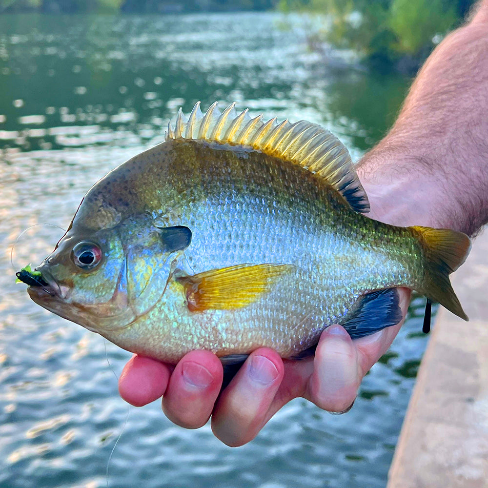 Bluegill Fishing Information, Tips and Techniques – Moondog Bait Co