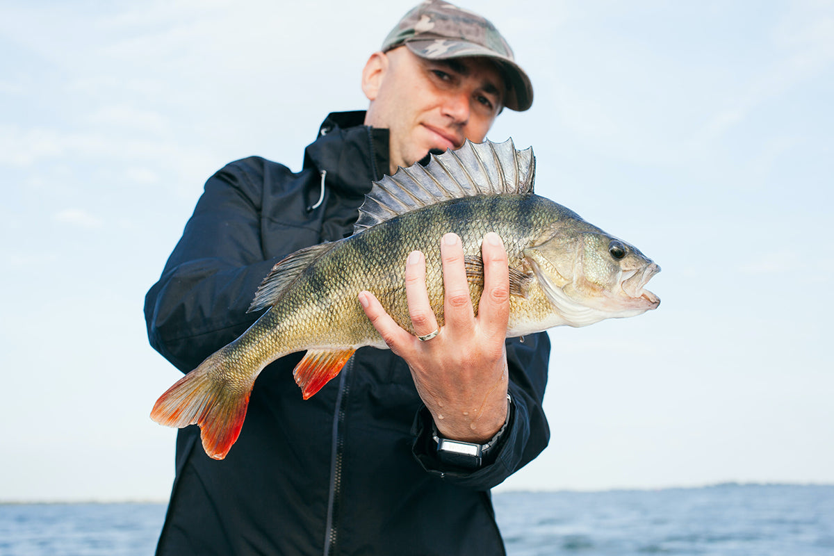 How To Fish For Perch – Moondog Bait Co