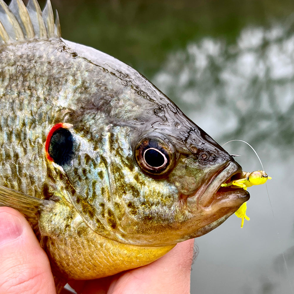 fishing bug lures Pro Point The Topwater Lures by Rebel Bug Baits - Soft Plastic