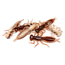 Load image into Gallery viewer, Zombie Crawler - Dragonfly Larvae