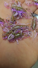 Load and play video in Gallery viewer, Chameleon - 1" Micro Craw