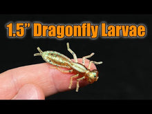 Load and play video in Gallery viewer, Chartreuse/White - Dragonfly Larvae
