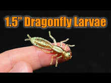 Load and play video in Gallery viewer, Goose Turd - Dragonfly Larvae