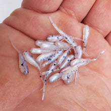 Load image into Gallery viewer, Polar Ice - 1" Micro Shad Stinger Tails