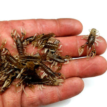 Load image into Gallery viewer, Brown Crawdad - 1" Micro Craw
