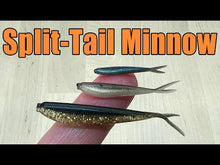 Load and play video in Gallery viewer, Cedar Shad - Split-Tail Minnow
