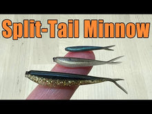 Load and play video in Gallery viewer, Cedar Shad - Split-Tail Minnow