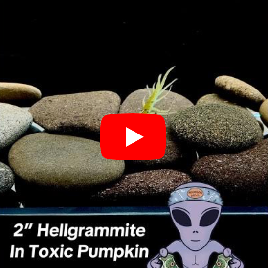 2" Hellgrammite in Toxic Pumpkin