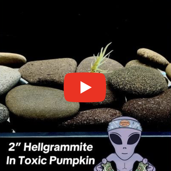 2" Hellgrammite in Toxic Pumpkin