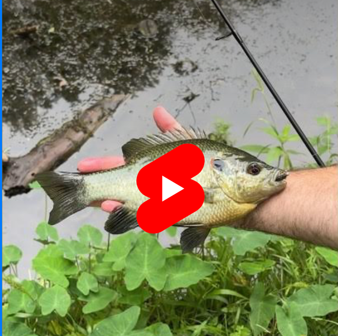 BIG Texas sized Shellcracker on a 1” Micro Craw hung under a float