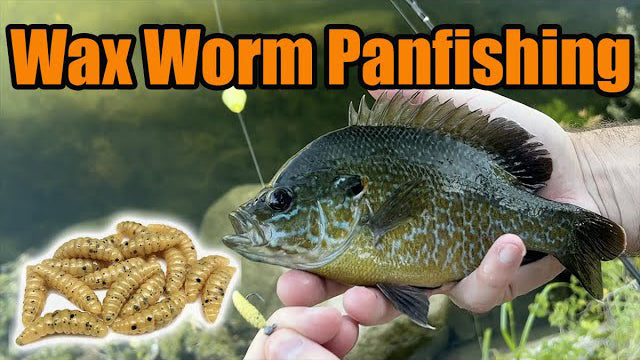 Shellcracker, Longear, Bluegill, Redbreast Panfishing in Creeks and Po ...