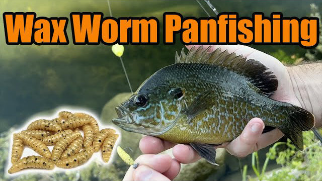 Shellcracker, Longear, Bluegill, Redbreast Panfishing in Creeks and Ponds with Artificial Wax Worms