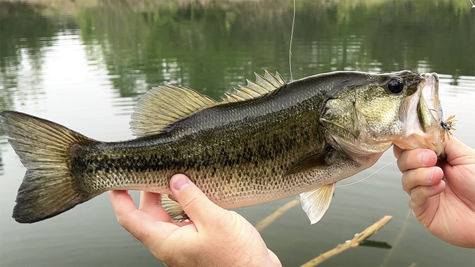 Slamming Bass On Micro Spin Jigs & Finesse Craws