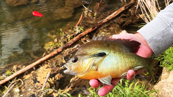 Spring Float Fishing For Panfish with a Micro Bloodworm