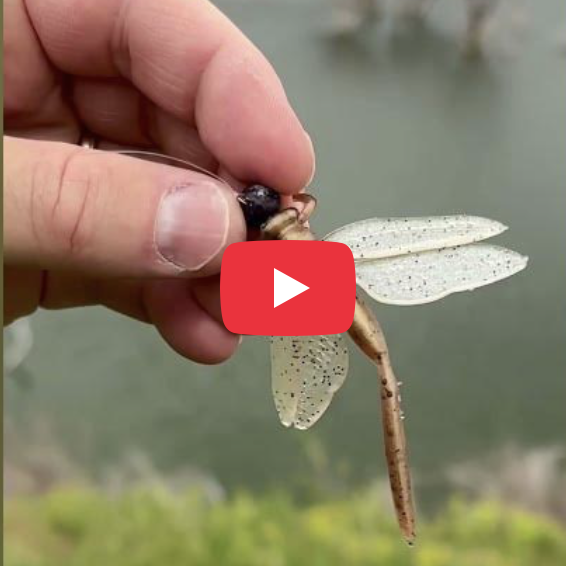 Spring Smallmouth Bass sipping Dragon Slayers! – Moondog Bait Co