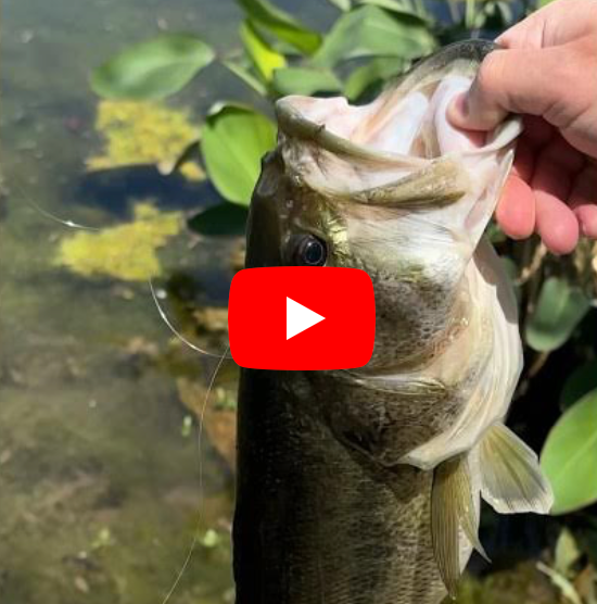The Jeddi Worm fished on a BFS rig is pure Pond Bass heaven!