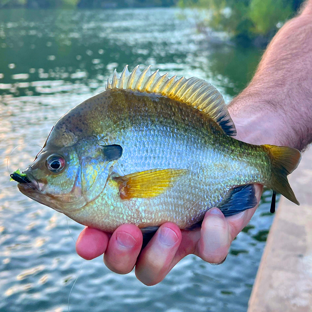 Bluegill Fish