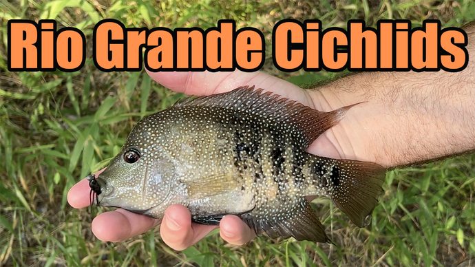 Creek Fishing For Rio Grande Cichlids