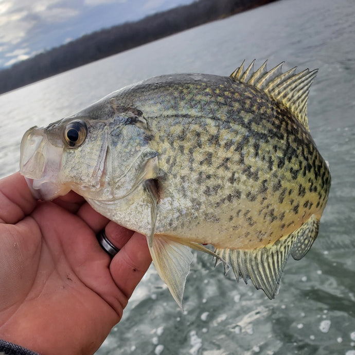 Spring Fishing For Crappie