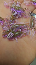 Load and play video in Gallery viewer, Chameleon - 1&quot; Micro Craw
