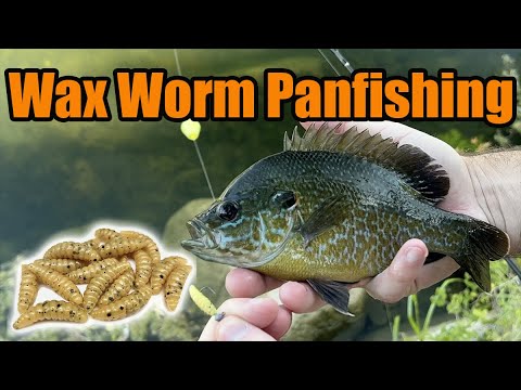 Natural - Wax Worms – Moondog Bait Co