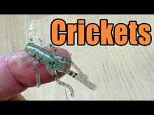 Load and play video in Gallery viewer, Cajun Cricket - Cricket
