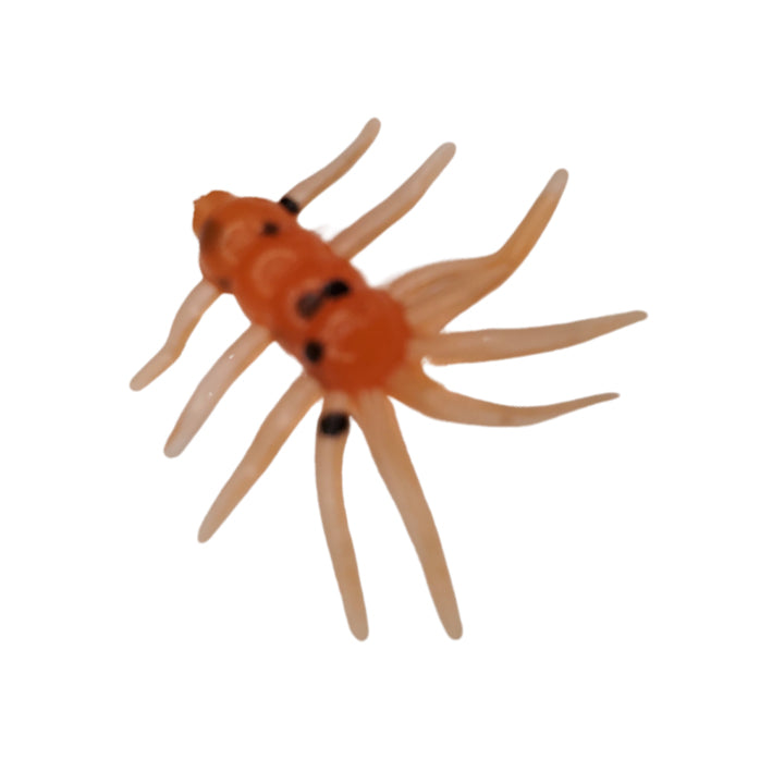 Orange Craw - Micro Spider Monkeys